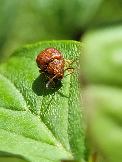 Lochmaea crataegi - galagonya-olajosbogár