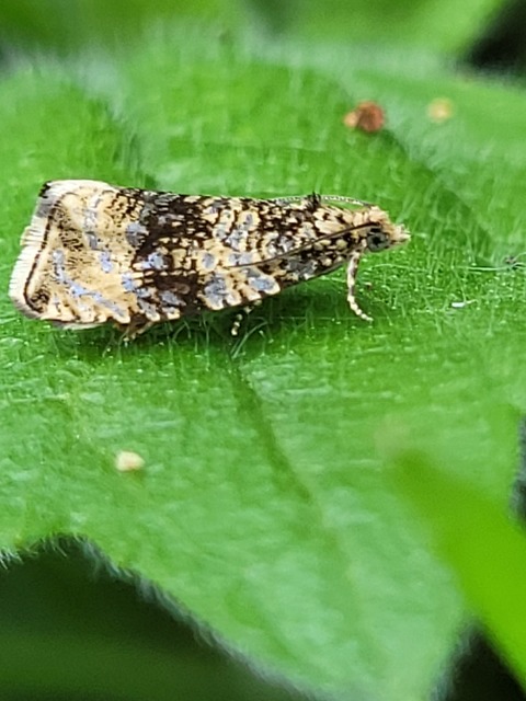 Celypha lacunana - vízparti tükrösmoly