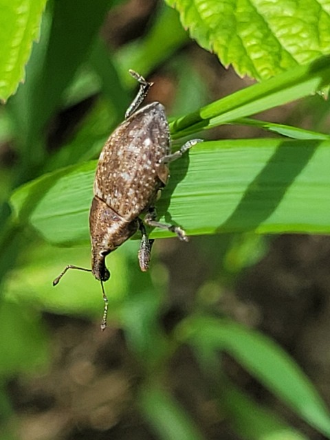Lepyrus capucinus - pettyes fűzormányos