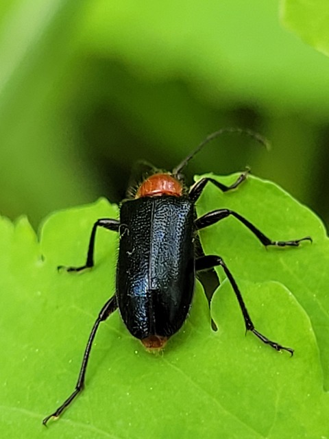 Dinoptera collaris - vörösnyakú virágcincér