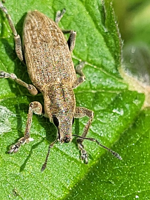 Tanymecus palliatus - közönséges hegyesfarúbarkó
