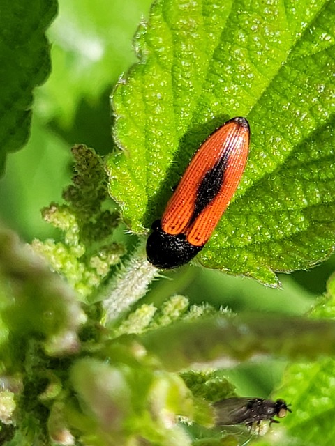 Ampedus sanguinolentus - középfoltos pattanó
