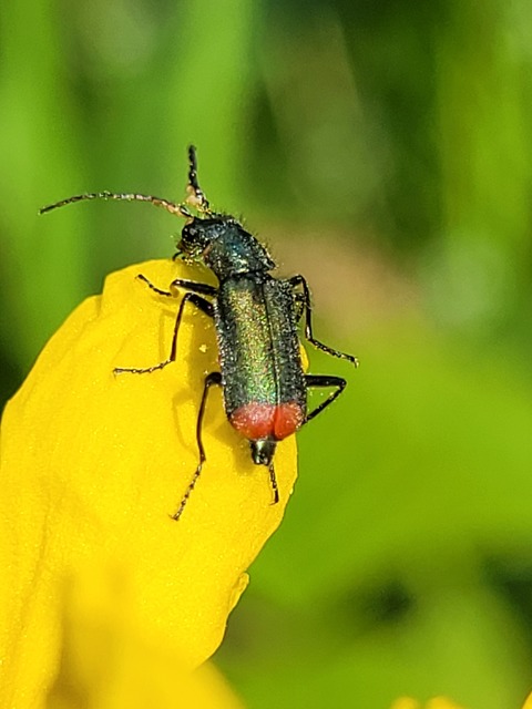 Malachius bipustulatus - kétfoltos bibircsesbogár