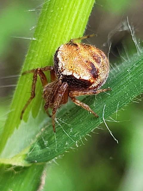 Araneus triguttatus/sturmi