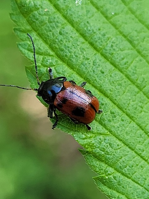 Cryptocephalus coryli - mogyoró-zömökbogár