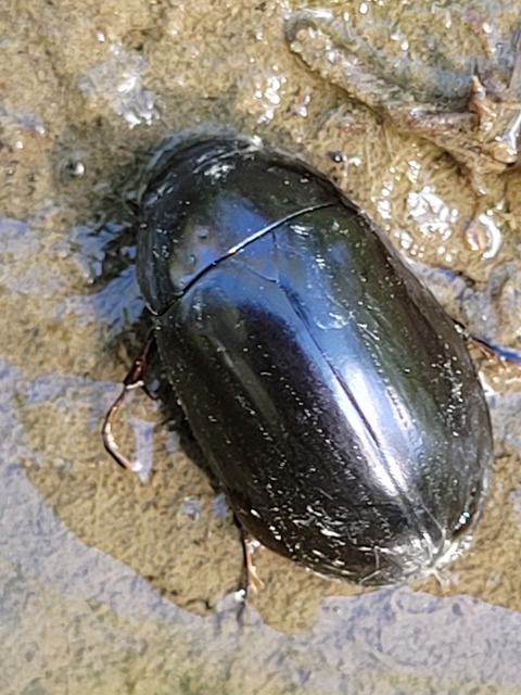 Hydrochara caraboides - kis csibor