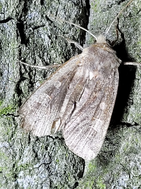 Conistra erythrocephala - vörösfejű őszibagoly