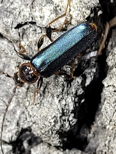 Phymatodes testaceus - változékony korongcincér Phymatodes testaceus - változékony korongcincér
