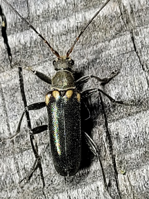 Cortodera humeralis - négyfoltos cserjecincér