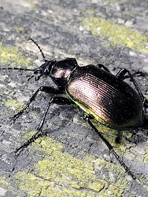 Calosoma inquisitor - kis bábrabló
