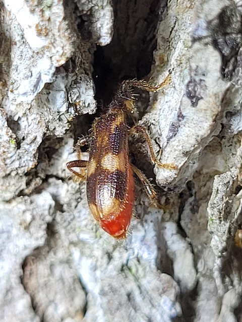 Opilo mollis - közönséges szúfarkas