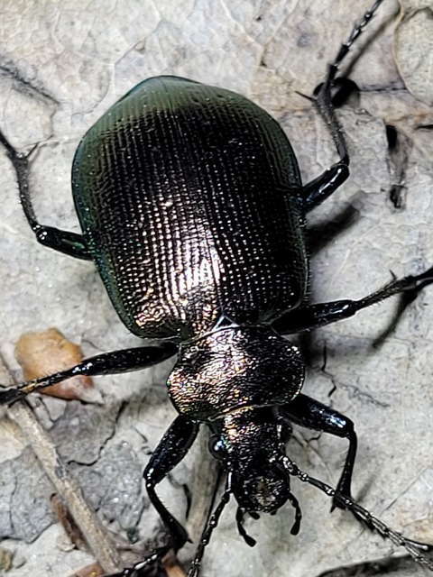 Calosoma inquisitor - kis bábrabló