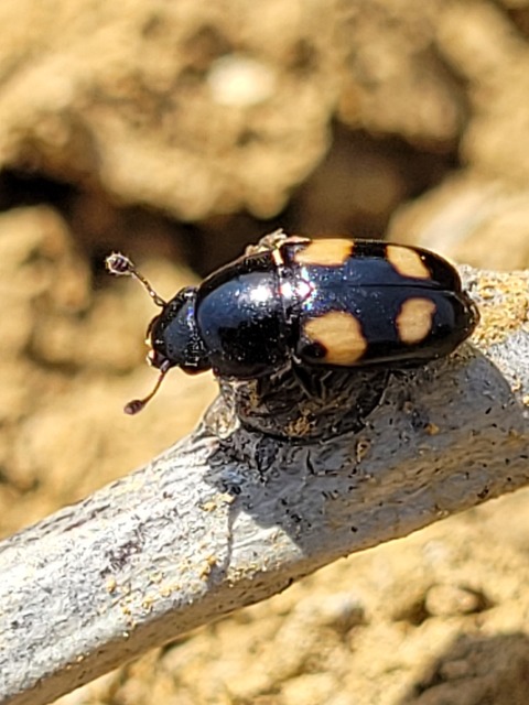 Glischrochilus quadrisignatus - amerikai fénybogár Glischrochilus quadrisignatus - amerikai fénybogár