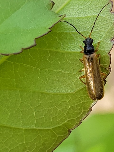 Rhagonycha lignosa - cserjés-lágybogár