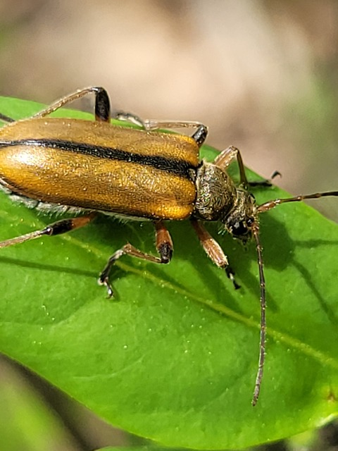 Cortodera humeralis - négyfoltos cserjecincér