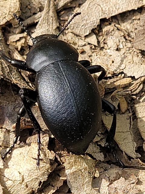 Gnaptor spinimanus - pohos gyászbogár
