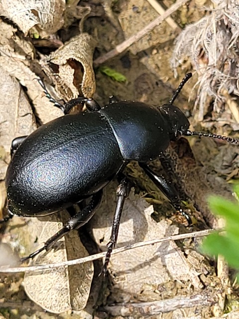 Gnaptor spinimanus - pohos gyászbogár
