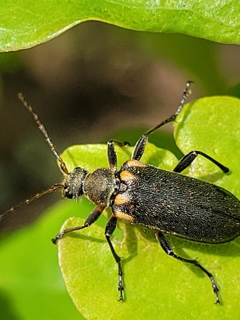 Cortodera humeralis - négyfoltos cserjecincér