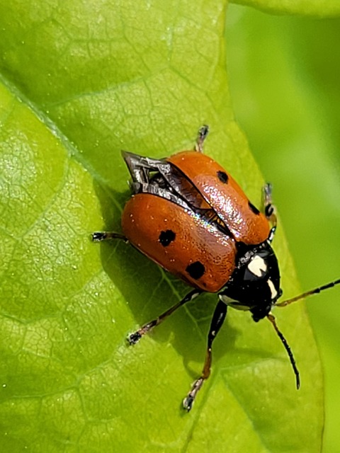 Cryptocephalus cordiger - szíves zömökbogár