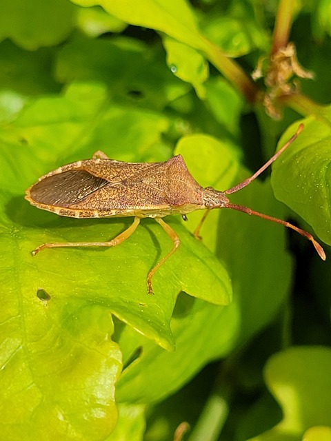 Gonocerus acuteangulatus - aranypetés karimáspoloska
