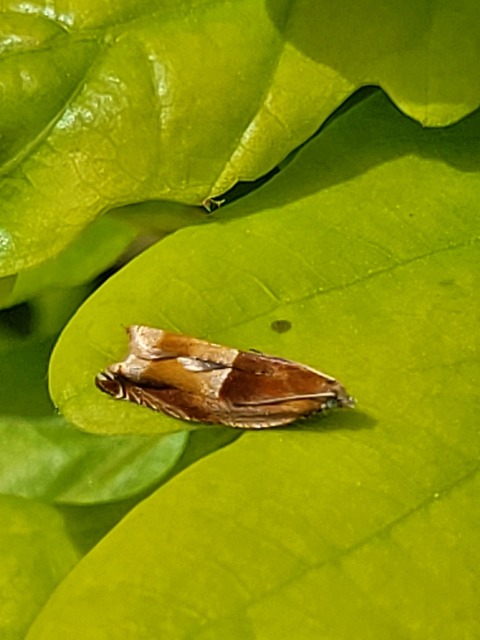 Ancylis mitterbacheriana - tölgysodró horgasmoly
