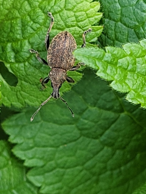 Otiorhynchus ligustici - vincellér-gyalogormányos