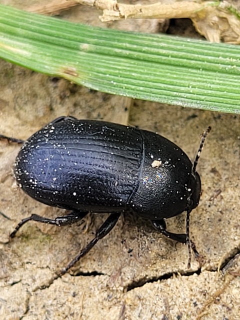 Pedinus fallax gracilis - földi gyászbogár