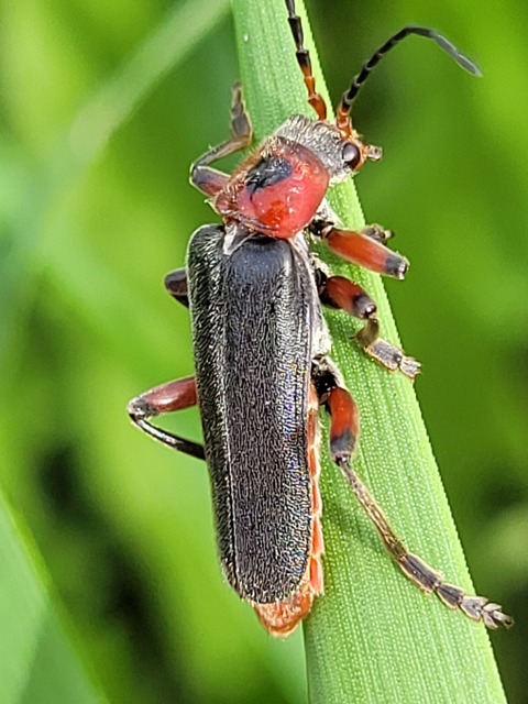 Cantharis rustica - suszterbogár