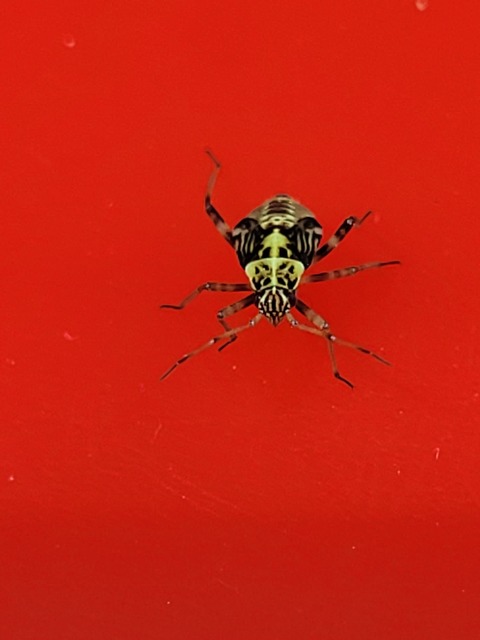 Rhabdomiris striatellus - zebra-mezeipoloska