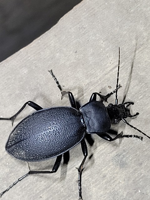 Carabus coriaceus praeillyricus - illír bőrfutrinka Carabus coriaceus praeillyricus - illír bőrfutrinka