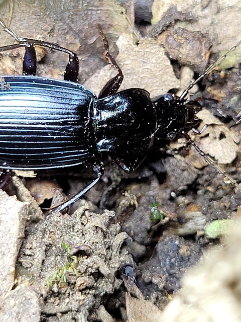 Laemostenus terricola - kék pincefutó