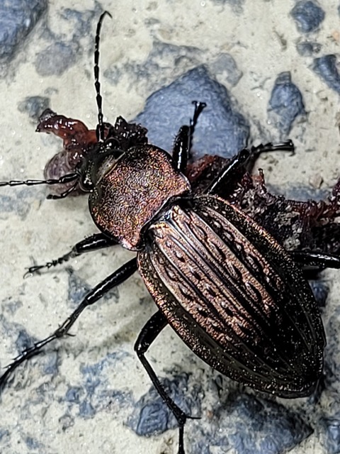 Carabus cancellatus - ragyás futrinka