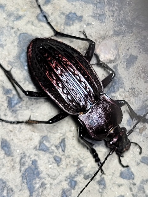 Carabus ulrichii - rezes futrinka
