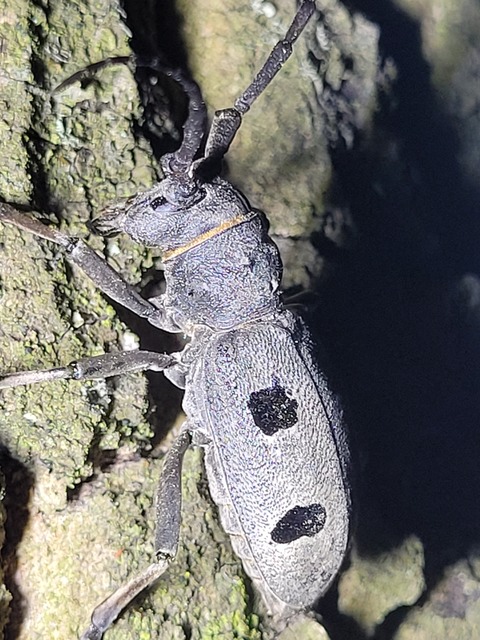 Morimus asper funereus - gyászcincér