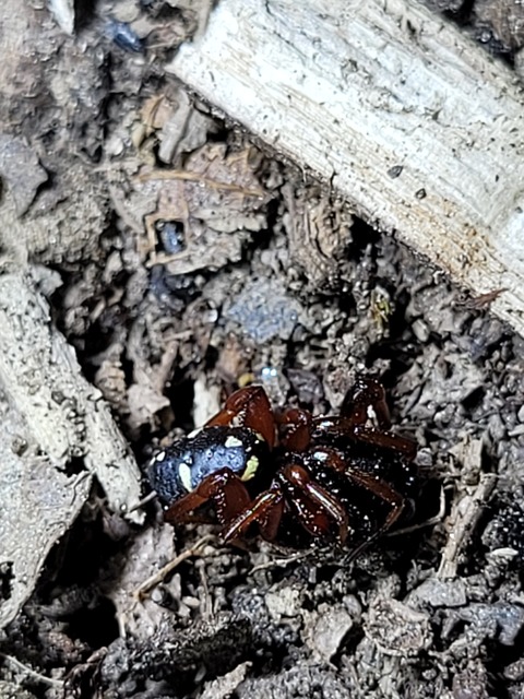 Asagena phalerata/meridionalis