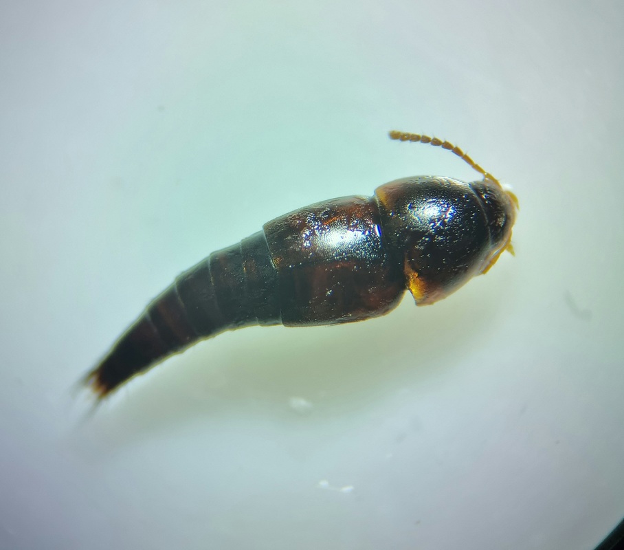 Sepedophilus marshami - közönséges pihésholyva