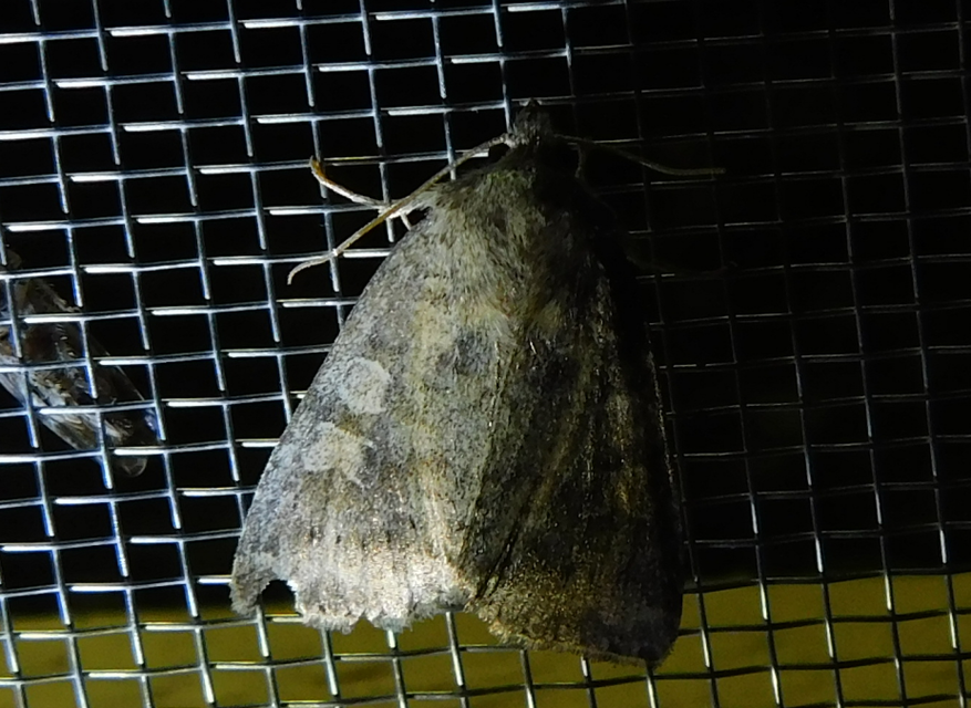 Parastichtis suspecta - sötét erdeibagoly