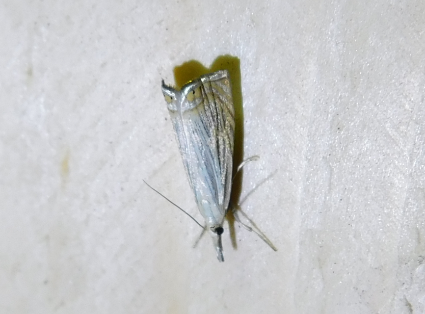 Chrysoteuchia culmella - kerti fűgyökérmoly