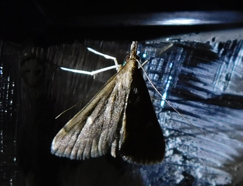 Dolicharthria punctalis - hosszúlábú tűzmoly