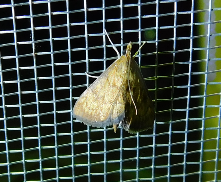 Ecpyrrhorrhoe rubiginalis - rozsdavörös tűzmoly