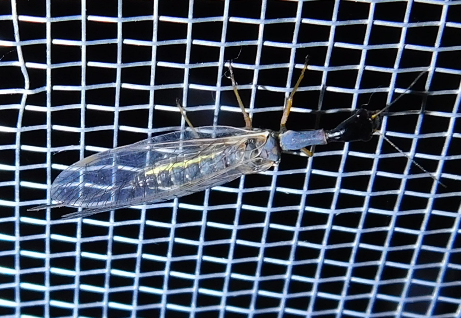 Raphidioptera - Tevenyakú-fátyolkák