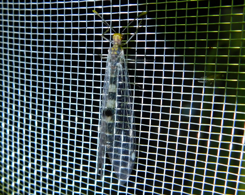 Megistopus flavicornis - kétfoltos hangyaleső