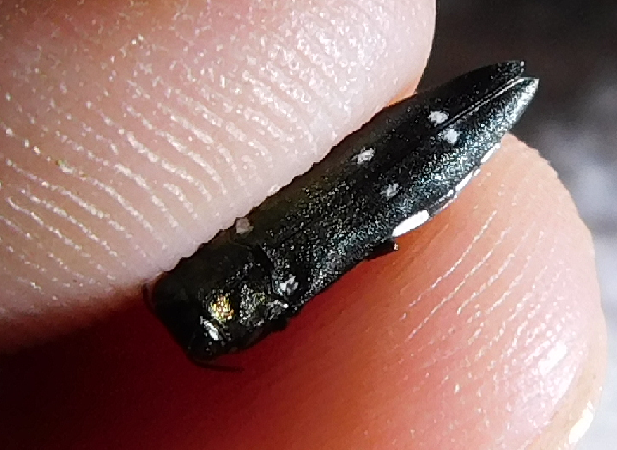 Agrilus ater - hatpettyes karcsúdíszbogár