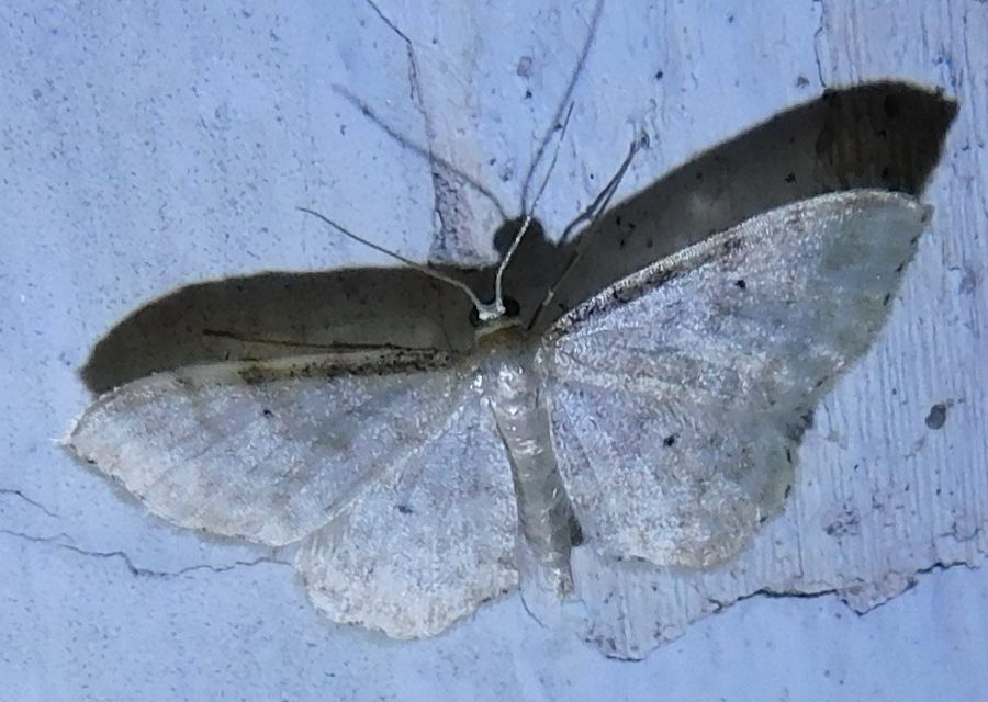 Idaea fuscovenosa - szürkeszélű apróaraszoló