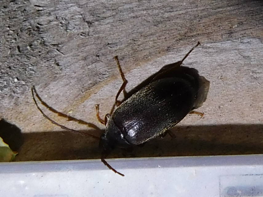 Hymenalia rufipes - rőtlábú alkonybogár