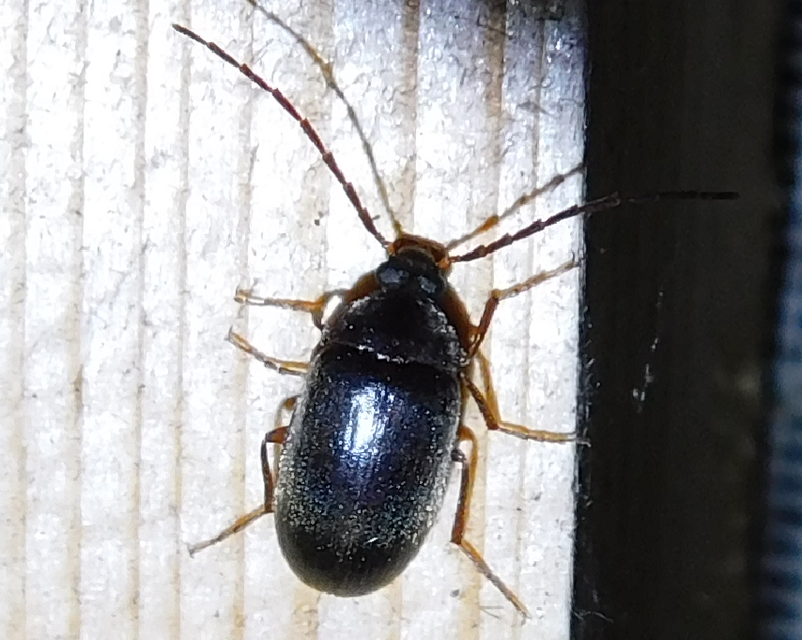 Hymenalia rufipes - rőtlábú alkonybogár