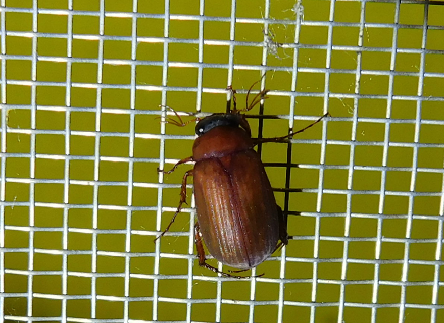 Serica brunnea - homoki kiscserebogár