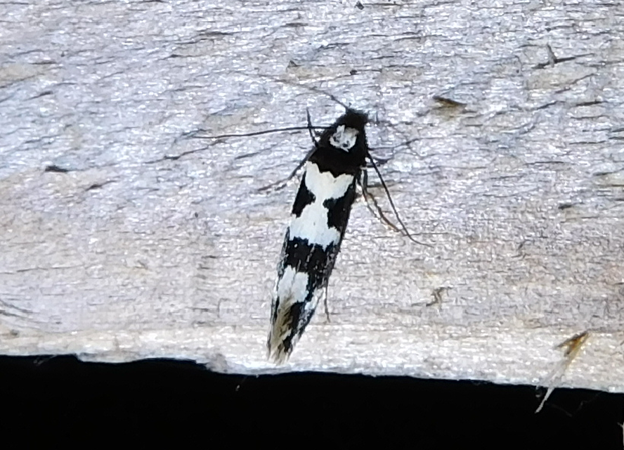 Neurothaumasia ankerella - magyarmoly