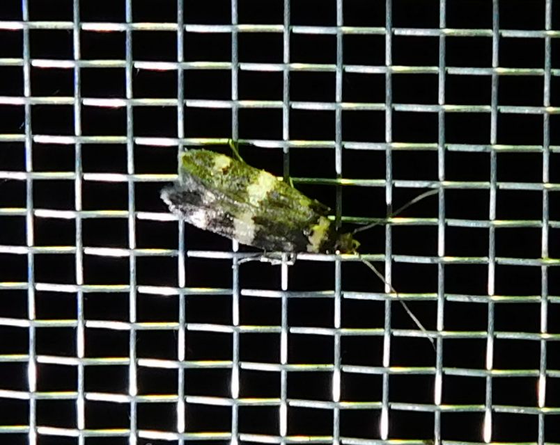 Oegoconia