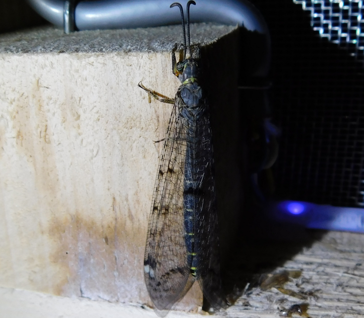 Distoleon tetragrammicus - négyfoltos hangyaleső Distoleon tetragrammicus - négyfoltos hangyaleső